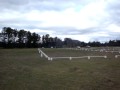Dusty's second dressage competition - NCEC Winter Woollies 1.2