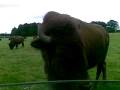 videos de Frisky bison.mp4