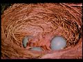American Robin - Hinterland Who's Who