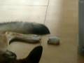videos de dog vs hamster(funny see how they share)
