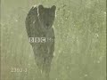 Remember the Cheetah