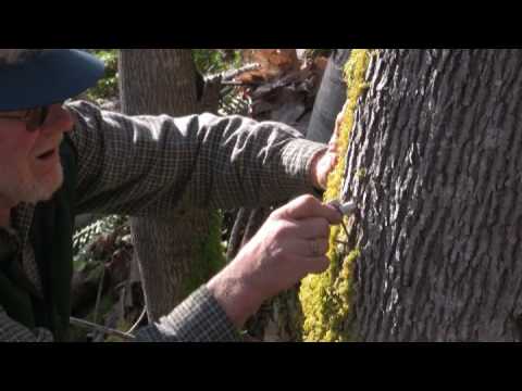 how to collect xylem sap