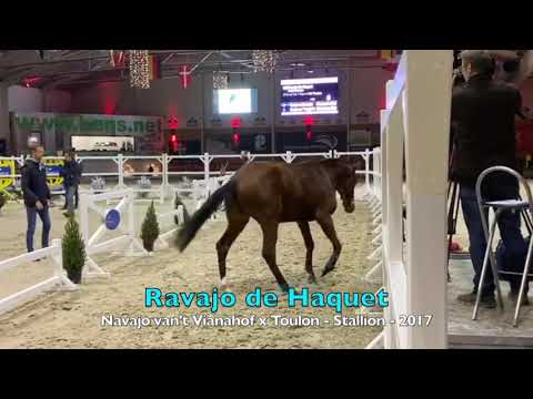 Ravajo de Haquet semi finals Free Jumping Contest Mechelen