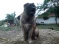 videos de Kennel 