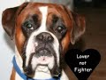 Boxer dog - So you wanna be a boxer?