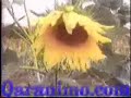 Barnaamijka Beeraha ee TV-ga Soomaaliya Part 1 Barnaamijka Beeraha ee TV-ga Soomaaliya Part 1