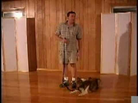 stopping your dog from pulling - Loose leash walking. Stop your dog from pulling. Don't forget to rate this video, leave comments and subscribe to my channel. You can also get my FREE ebook ...