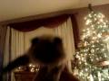videos de Jingle Bells Cat