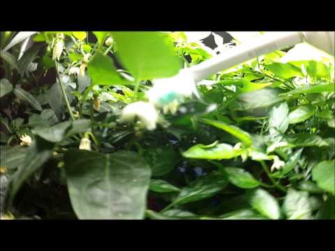 how to self pollinate