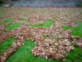 videos de Alextr!c Advertising, on lawn =]2