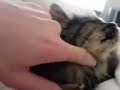 My cat Mo enjoying a lie in on my bed!