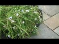 Natural Stone Bluestone Walkway with Steps Going Toward Hot