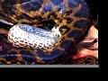 Nacimiento de curiyues anacondas amarillas en Argentina Nacimiento de curiyues anacondas amarillas en Argentina