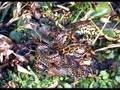 Nacimiento de curiyues anacondas amarillas