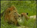 WildEarth Djuma Mating Lions #4 23-Nov-07 WildEarth Djuma Mating Lions #4 23-Nov-07
