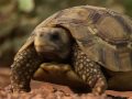 Benin locals learning to live with wildlife