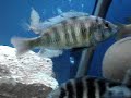 big fight betwen Haplochromis ishmaeli & zebra fish Cichlid big fight betwen Haplochromis ishmaeli & zebra fish Cichlid