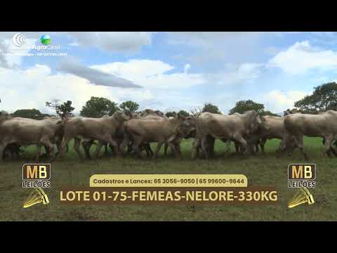 540� LEIL�O VIRTUAL MB LEIL�ES