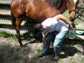 videos de perkjobs.co.nz roadtrip. Day 12: Helping break in a horse