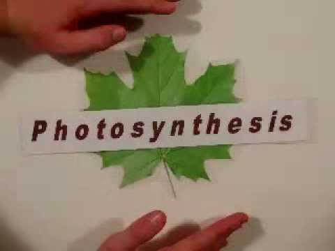 Photosynthesis Stop Motion Animation