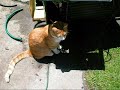some funny and cute cat clips