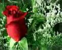 men3em basha