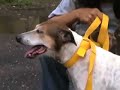 Dog Chandni Dog Chandni