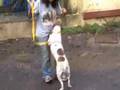 Dog Chandni