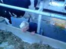 Glostorp Cowcity