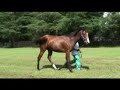 Summerhill Stud - Requiem x French Braid Summerhill Stud - Requiem x French Braid