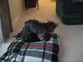 Widget and Ziggy playing