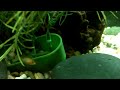 Baby cichlid 2.MOV