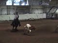 Whiskey heeling a wild steer