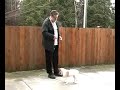 Precision Dogs Training System - Let the Dog Decide Precision Dogs Training System - Let the Dog Decide