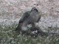 videos de Goshawk