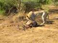 Lion Killing Wildebeast at Makanyane Lodge pt.2