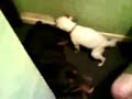 Horny Jack Russell.(female) The Fat! Horny Jack Russell.(female) The Fat!