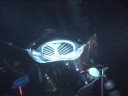 Manta Ray 2929
