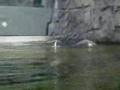 Almost as good as Otters holding hands...