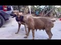 Proyecto Aquiles