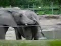 Dirty Elephants