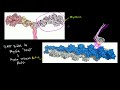 How myosin and actin interact to produce mechanical force.