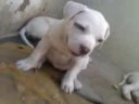 Filhotes da Tekilla Pit Bull