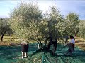 La raccolta delle olive