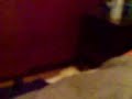el pato loko attaka acesar el pato loko attaka acesar