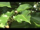 How to ID Pyrus calleryana