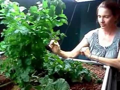 how to fertilize turnips