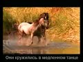 Красивая музыка о нежности и любви (Арабатский конь).mp4
