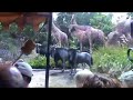 Jungle Cruise (WDW)