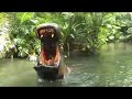 Jungle Cruise (WDW)